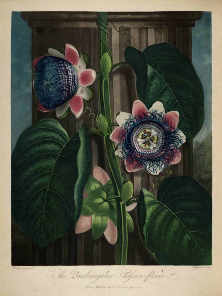 Granadilla. Passiflora quadrangularis. Thornton, R.J., New illustration of the sexual system of Carolus von Linnaeus and the temple of Flora, or garden of nature, t. (1807)