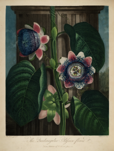 Granadilla. Passiflora quadrangularis. Thornton, R.J., New illustration of the sexual system of Carolus von Linnaeus and the temple of Flora, or garden of nature, t. (1807). Free illustration for personal and commercial use.