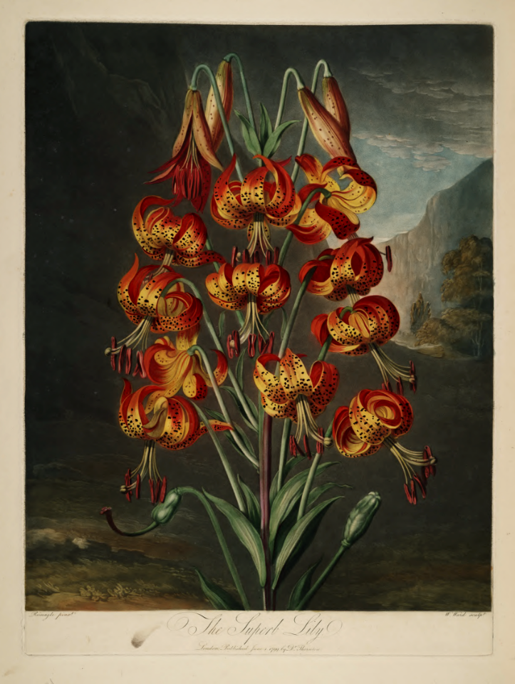 Turk's Cap Lily. Lilium superbum. Thornton, R.J., New illustration of the sexual system of Carolus von Linnaeus and the temple of Flora, or garden of nature, t. (1807)
