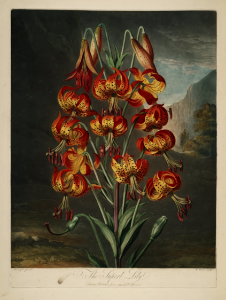 Turk's Cap Lily. Lilium superbum. Thornton, R.J., New illustration of the sexual system of Carolus von Linnaeus and the temple of Flora, or garden of nature, t. (1807). Free illustration for personal and commercial use.