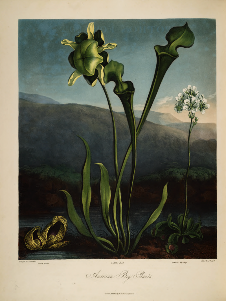 Yellow Pitcher Plant, Sarracenia flava and Venus Fly Trap, Dionaea muscipula. Thornton, R.J., New illustration of the sexual system of Carolus von Linnaeus and the temple of Flora, or garden of nature, t.3298 (1807)