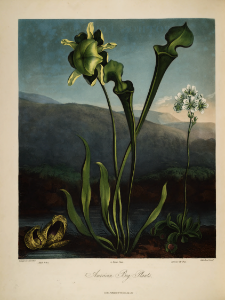 Yellow Pitcher Plant, Sarracenia flava and Venus Fly Trap, Dionaea muscipula. Thornton, R.J., New illustration of the sexual system of Carolus von Linnaeus and the temple of Flora, or garden of nature, t.3298 (1807). Free illustration for personal and commercial use.