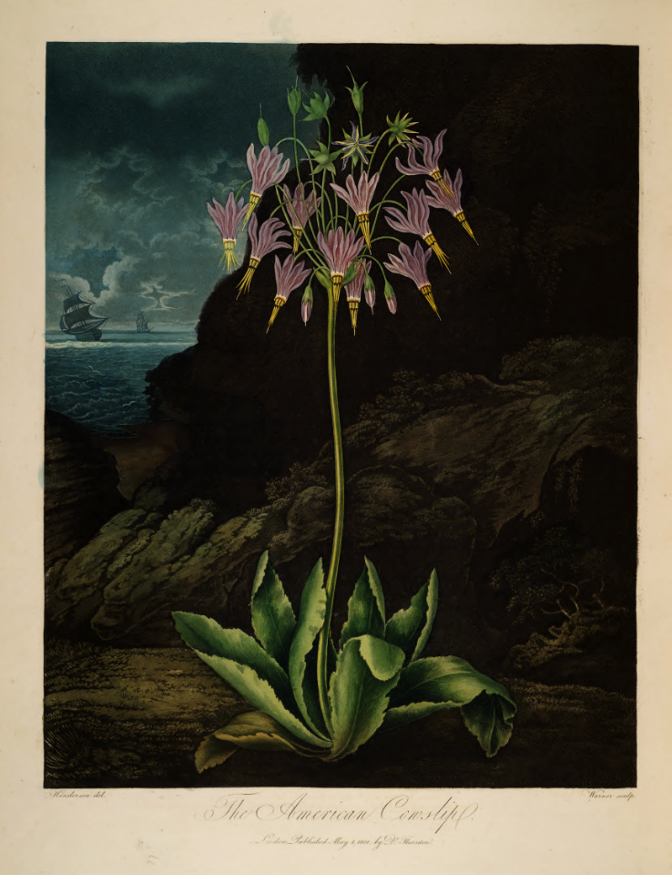 Shooting star. Dodecatheon meadia.. Free illustration for personal and commercial use.
