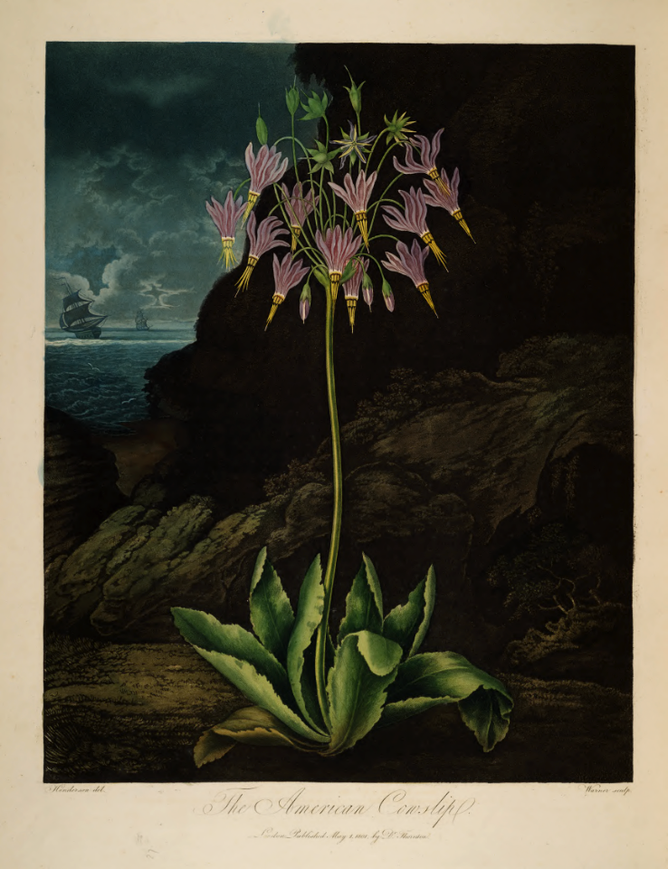 Shooting star. Dodecatheon meadia.