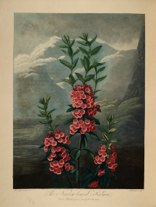 Sheep laurel. Kalmia angustifolia. Thornton, R.J., New illustration of the sexual system of Carolus von Linnaeus and the temple of Flora, or garden of nature, t. (1807). Free illustration for personal and commercial use.