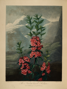 Sheep laurel. Kalmia angustifolia. Thornton, R.J., New illustration of the sexual system of Carolus von Linnaeus and the temple of Flora, or garden of nature, t. (1807)