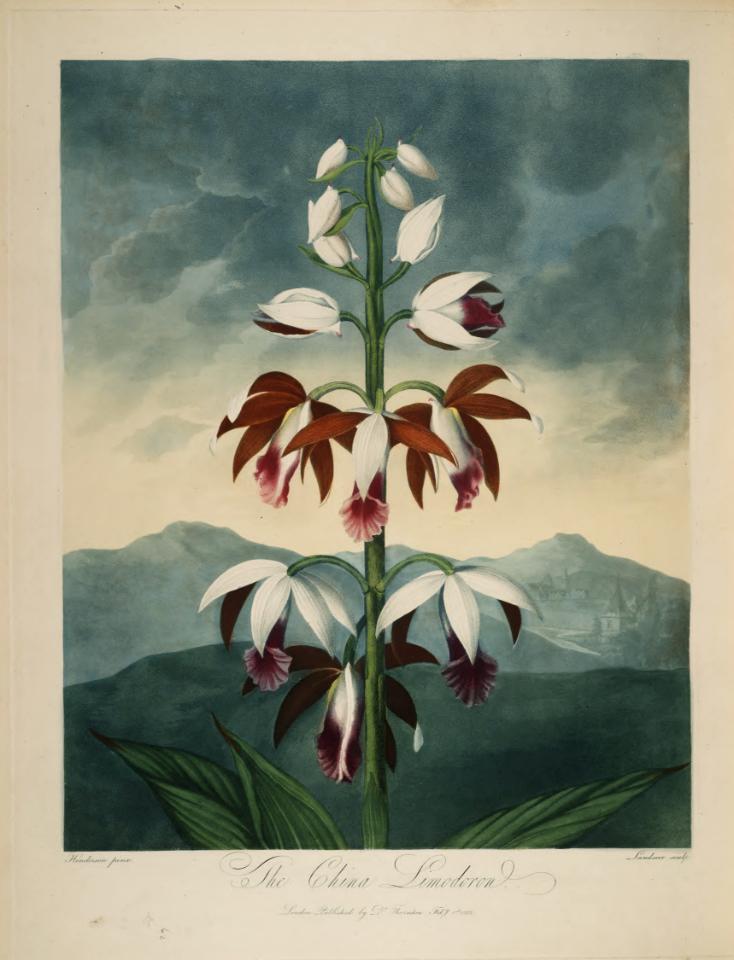 Greater Swamp-orchid. Phaius tankervilleae [as Limodorum tankervilleae]. Thornton, R.J., New illustration of the sexual system of Carolus von Linnaeus and the temple of Flora, or garden of nature, t. (1807)