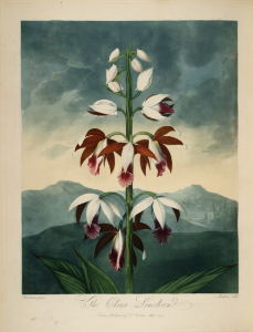 Greater Swamp-orchid. Phaius tankervilleae [as Limodorum tankervilleae]. Thornton, R.J., New illustration of the sexual system of Carolus von Linnaeus and the temple of Flora, or garden of nature, t. (1807). Free illustration for personal and commercial use.