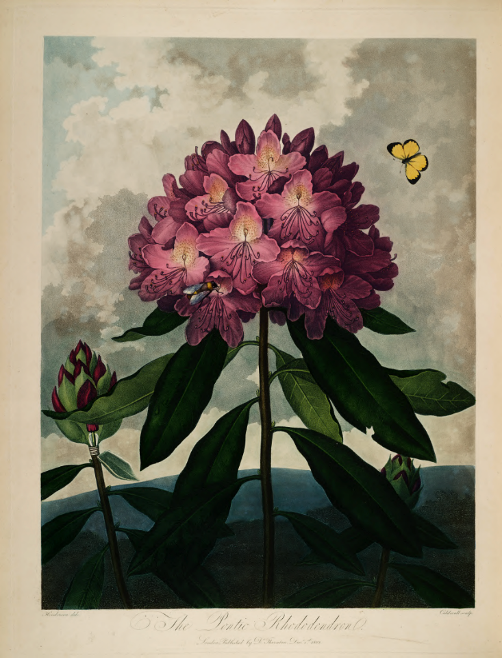 The Pontic Rhododeendron. Rhododendron ponticum. Thornton, R.J., New illustration of the sexual system of Carolus von Linnaeus and the temple of Flora, or garden of nature, t. (1807)