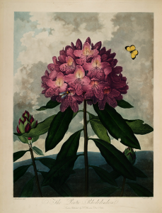 The Pontic Rhododeendron. Rhododendron ponticum. Thornton, R.J., New illustration of the sexual system of Carolus von Linnaeus and the temple of Flora, or garden of nature, t. (1807). Free illustration for personal and commercial use.