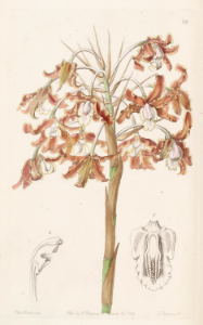 Laelia marginata [as Schomburgkia crispa]. Native to Suriname. Free illustration for personal and commercial use.