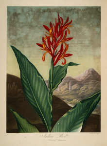 Himalayan Canna. Canna indica. Thornton, R.J., New illustration of the sexual system of Carolus von Linnaeus and the temple of Flora, or garden of nature, t. (1807). Free illustration for personal and commercial use.