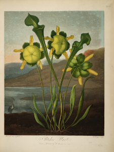 Pitcher plants. Sarracenia sp. Thornton, R.J., New illustration of the sexual system of Carolus von Linnaeus and the temple of Flora, or garden of nature, t.3300 (1807)