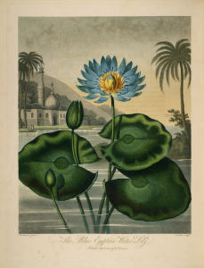 The Blue Egyptian Water Lily. Nymphaea capensis [as Nymphaea caerulea]. Thornton, R.J., New illustration of the sexual system of Carolus von Linnaeus and the temple of Flora, or garden of nature, t. (1807)