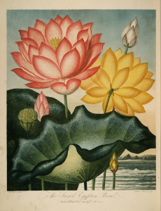 Hindu Lotus, Sacred Lotus. Nelumbo nucifera [as Nymphaea nelumbo]. Thornton, R.J., New illustration of the sexual system of Carolus von Linnaeus and the temple of Flora, or garden of nature, (1807). Free illustration for personal and commercial use.