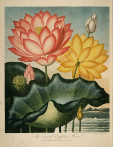 Hindu Lotus, Sacred Lotus. Nelumbo nucifera [as Nymphaea nelumbo]. Thornton, R.J., New illustration of the sexual system of Carolus von Linnaeus and the temple of Flora, or garden of nature, (1807)