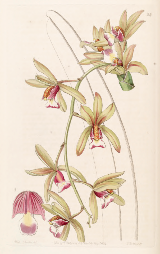 Aloed-leaf cymbidium. Cymbidium aloifolium var. brevilabre [as Cymbidium pendulum  var. brevilabre].
