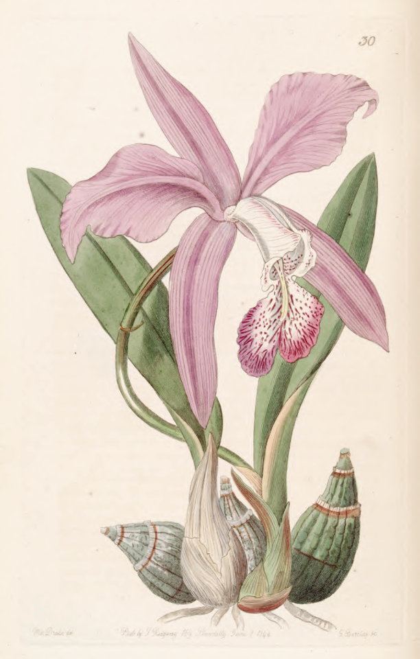 Mayflower orchid. Laelia speciosa [as Laelia majalis]. Prized for the showy, extra-large, highly fragrant flowers.. Free illustration for personal and commercial use.