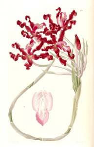 Laelia undulata [as Schomburgkia undulata]. Free illustration for personal and commercial use.