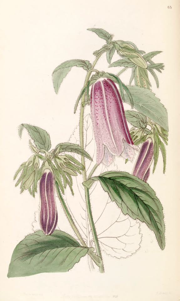 Spotted bellflower (Campanula punctata).