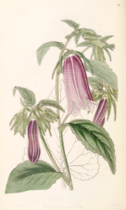 Spotted bellflower (Campanula punctata).. Free illustration for personal and commercial use.