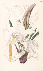 The Ivory Cymbid (Cymbidium eburneum).. Free illustration for personal and commercial use.