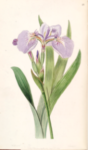 Iris setosa. Edwards's Botanical Register v.33- t.10 (1847) [S.A. Drake]. Free illustration for personal and commercial use.