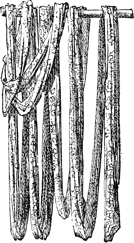 12 Curious Girdle