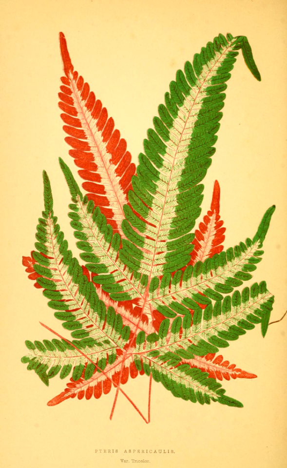 Variegated brake fern (Pteris aspericaulis var. tricolor.)