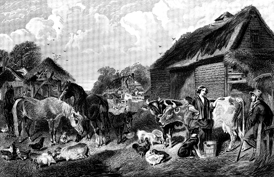 06 Farm Animals