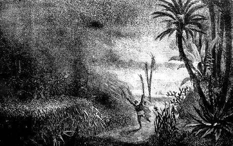03 Advancing Cloud of Locusts