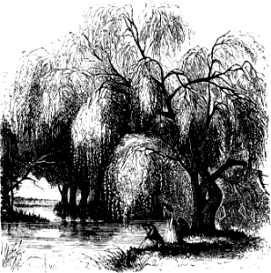 Willow Trees