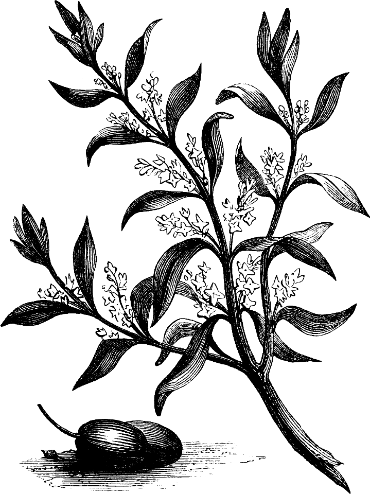 Olive
