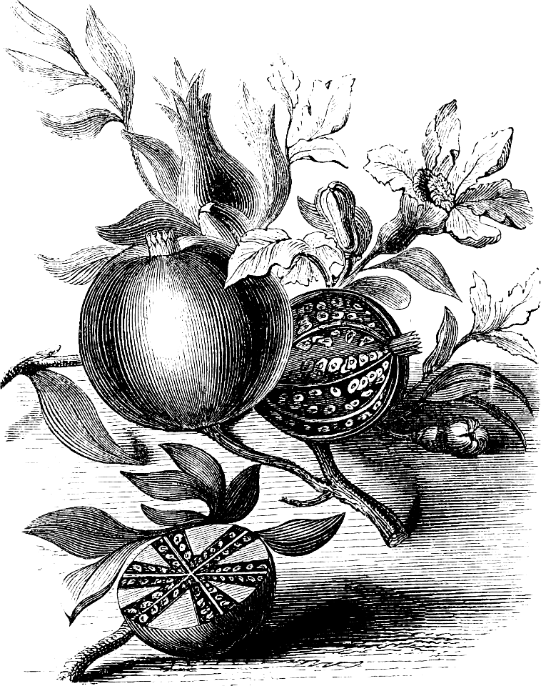 Pomegranate