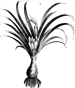 Lily