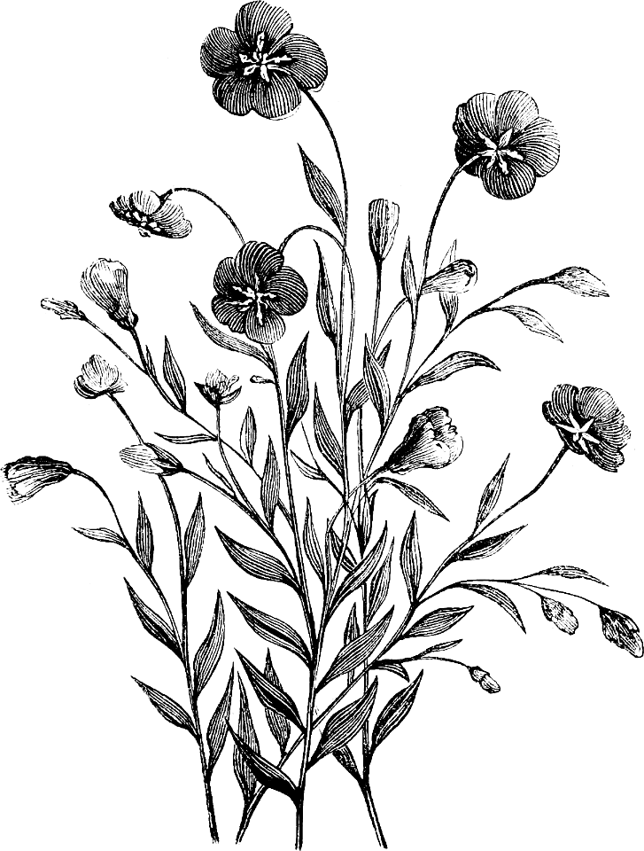 Flax