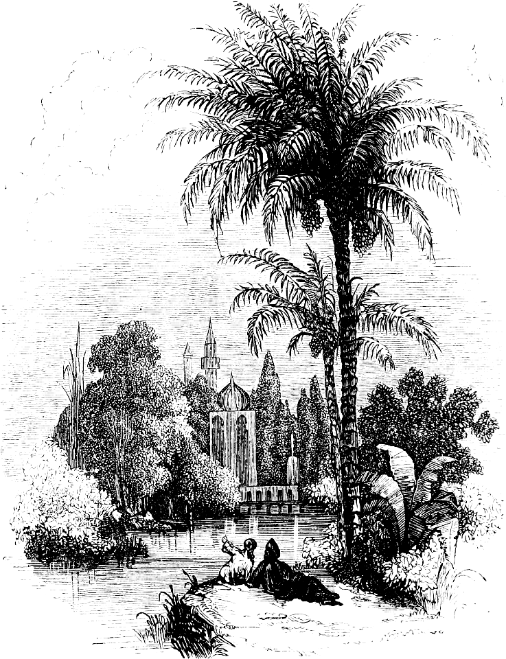 Date Palm Tree