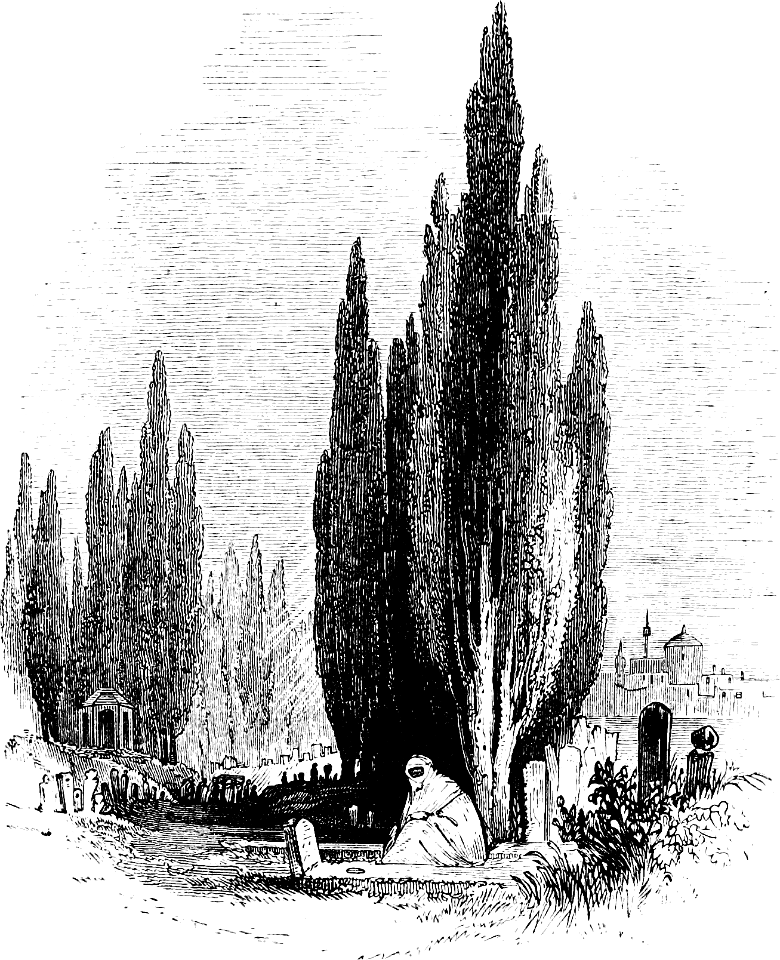Cypress Trees