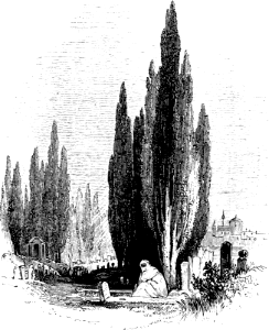 Cypress Trees