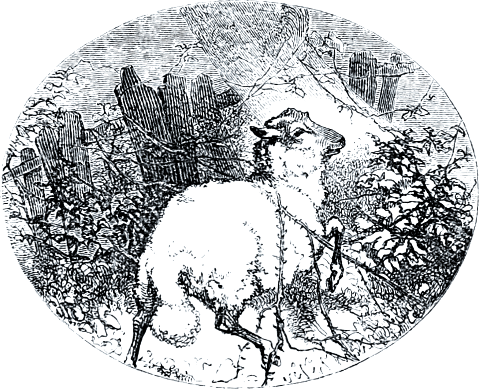 Stray Lamb caught in Thorns. Free illustration for personal and commercial use.