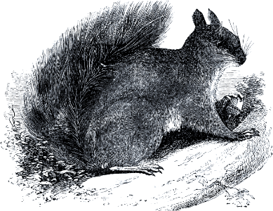 Squirrel. Free illustration for personal and commercial use.