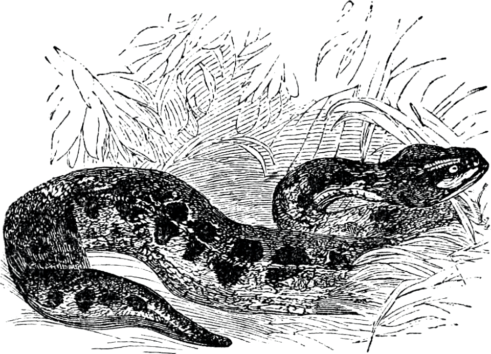 Snake in the Grass