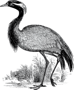 Numidian Crane. Free illustration for personal and commercial use.
