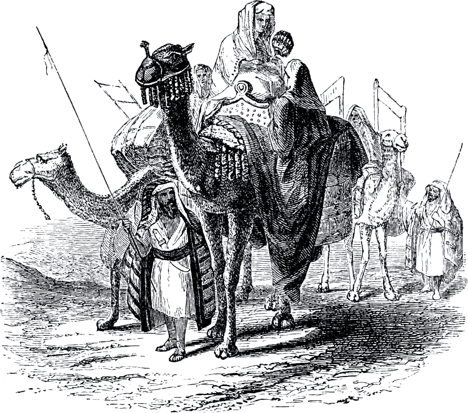 Camels - ships of the desert. Free illustration for personal and commercial use.