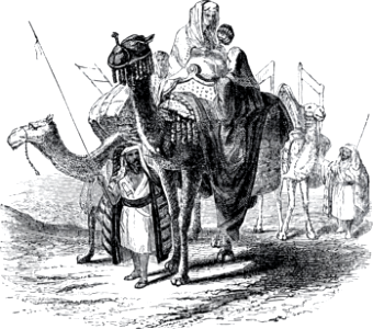Camels - ships of the desert