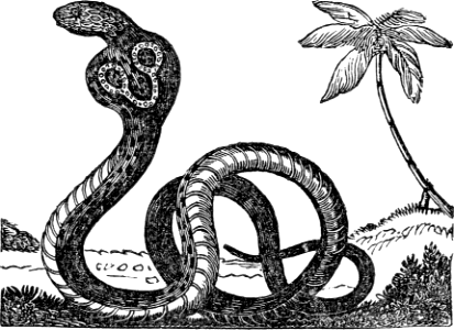 15 Serpent
