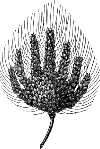 16 Wheat