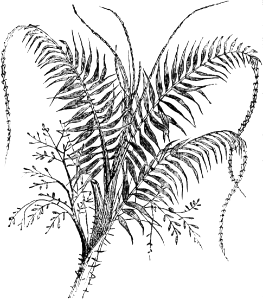 Decorative Plant 1