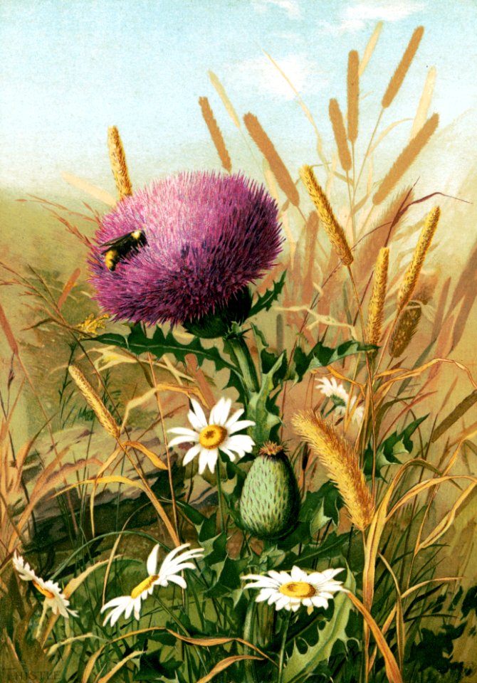 Thistle Blossom with Bee (1886)