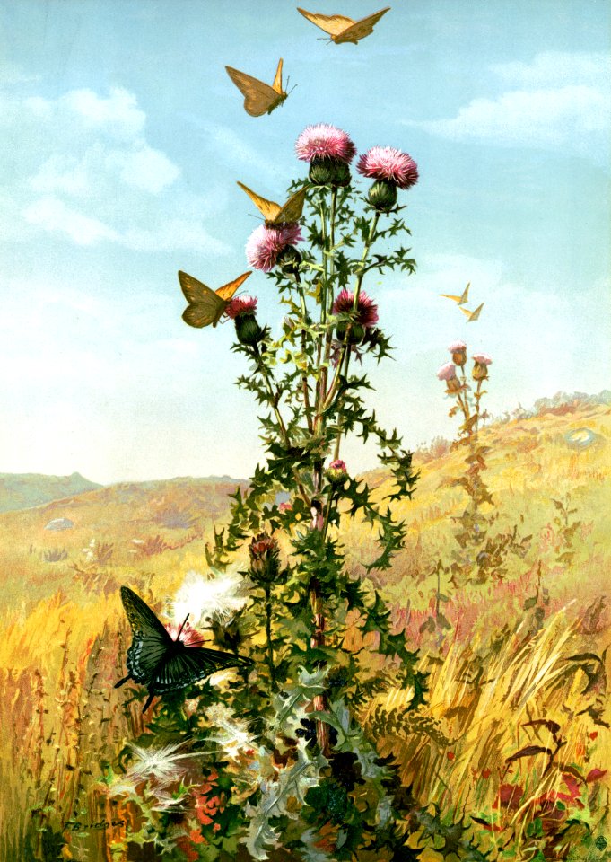 Thistle and Butterflies (Bridges 1886)
